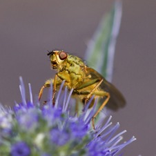 Yellow Dung Fly